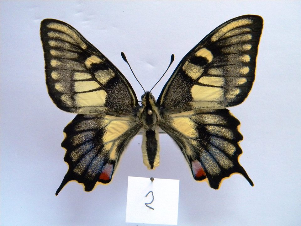 Papilio machaon (aberrant cold shock) 7 (Internet Image property of respective owner, non-commercial use only)